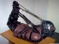 Emeric hogtie2.jpg